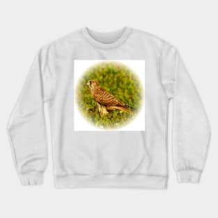 Kestrel Crewneck Sweatshirt